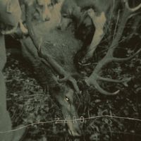 Zëro - Hungry Dogs (in the backyard)