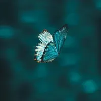 Matthew Parker - Defeated by a Butterfly