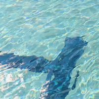 アオイハル [aoihr] - POOL