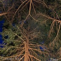 Jukey - Canopy : Night