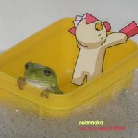 nobonoko - Cat in a Sea of Soap