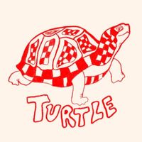 Animals In The Attic - Turtle