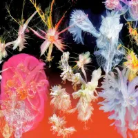 Doon Kanda - Lili