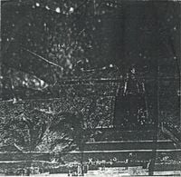 Arecaceae - Observatory Cg II & III (Coconut of Teotihuacan)