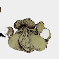 Coil - The Ape of Naples / The New Backwards
