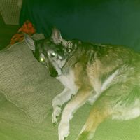 Buckshot Princess - Dogs Watch TV