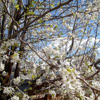 Mesita - Cherry Blossoms