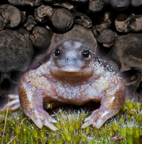Phyllomedusa - TURTLE FROG