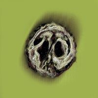 SHEBAD - Black Walnut