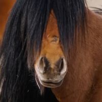 CABALLERO KNIGHT - CAVALLO CABALLO