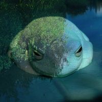 Frogsleep - Asleep in Terrarium