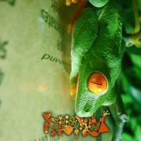 Phyllomedusa - Greenhand