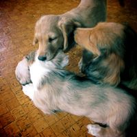 夕方の犬 [Dog in the Evening] - brain meltin