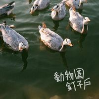 动物园钉子户 - 动物园钉子户