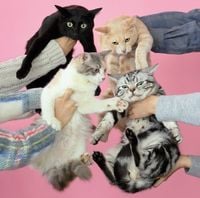 きのこ帝国 [Kinoko Teikoku] - 猫とアレルギー [Neko to Allergy]