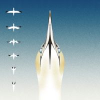 20syl - Sula Bassana