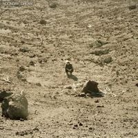 Ben Howard - Noonday Dream