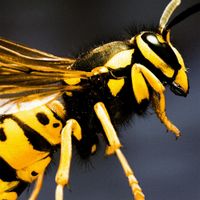 Mount XLR - Acid Wasp