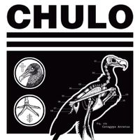 Chulo - Coragyps Atratus