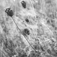 Ryland Bouchard - Cowbirds & Cuckoos Pt. 1