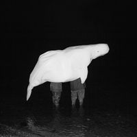 Safia Nolin - UFO RELIGION