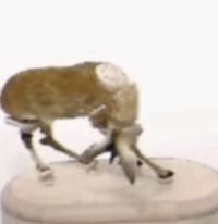Ankle - antlers