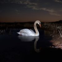 Ludwig Wandinger - Is Peace Wild?