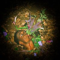 Black Hibiscus - GROWING PAINS