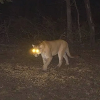 Bruiser Wolf - Mountain Lion