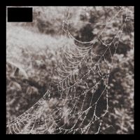 Nineteen Dust - PEST
