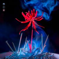 JELECROIS - Fiori Nel Cemento
