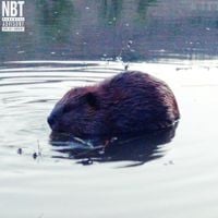 Shed Theory - BEAVER