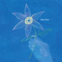 Clematis - Blue Print