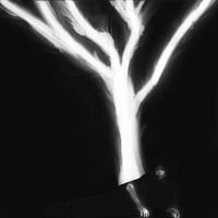 kJADE - THE SOUND THAT TREES MAKE