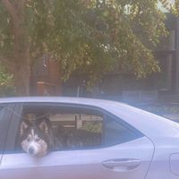 Dog Named Milford - Boneyard