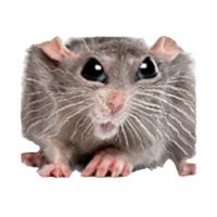 Erika Sirola - RAT