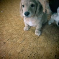夕方の犬 [Dog in the Evening] - ʕ&bull;̫͡&bull;ʕ&bull;̫͡&bull;ʔ&bull;̫͡&bull;ʔ&bull;̫͡&bull;ʕ&bull;̫͡&bull;ʔ&bull;̫͡&bull;ʕ&bull;̫͡&bull;ʕ&bull;̫͡&bull;ʔ&bull;̫͡&bull;ʔ&bull;̫͡&bull;ʕ&bull;