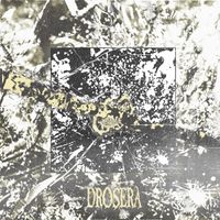 Drosera - Drosera