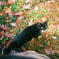 The Apology Club - when autumn leaves fall