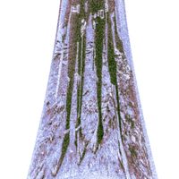 ürsu forme - the poor barefoot