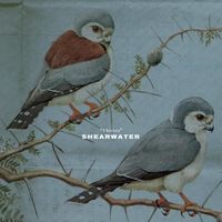 Shearwater - Thieves