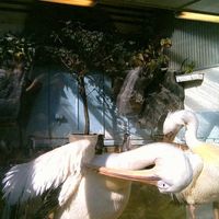 Agent blå - Medium Rare