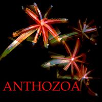 Cryptovolans - Anthozoa