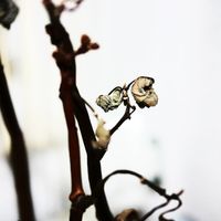 Cara Neir - Part I / Part II