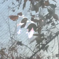 plaayer - signal