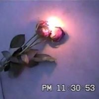 FLASH GENIES - flowers in a pot