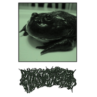 Phyllomedusa - Anuran Slime Transplant