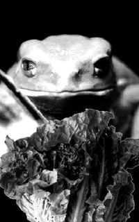 Phyllomedusa - Docile in Water