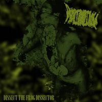 Phyllomedusa - Dissect the Frog Dissector