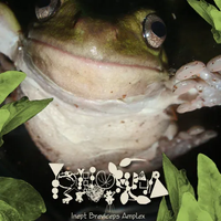 Phyllomedusa - Inept Breviceps Amplex